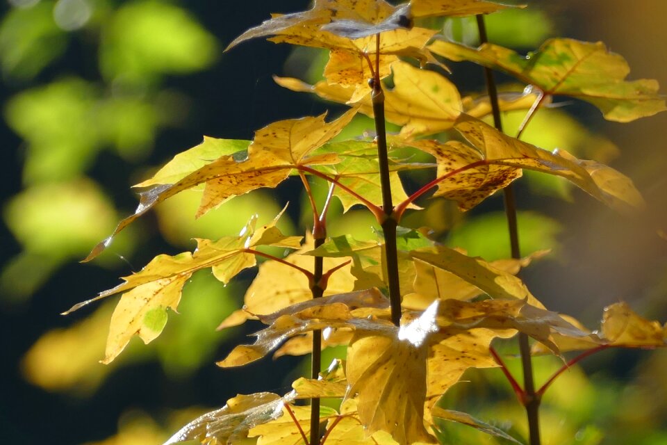 Autumn sun fall leaves