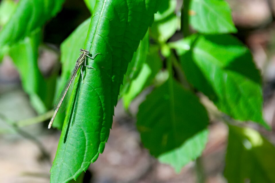 Nature plant foliage