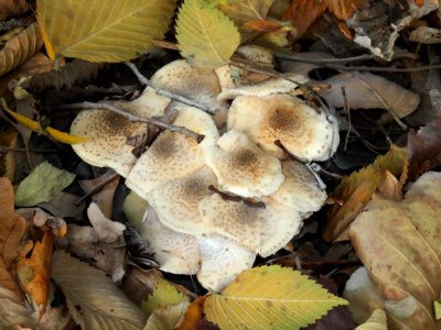 Armillaria mellea Kiev 1