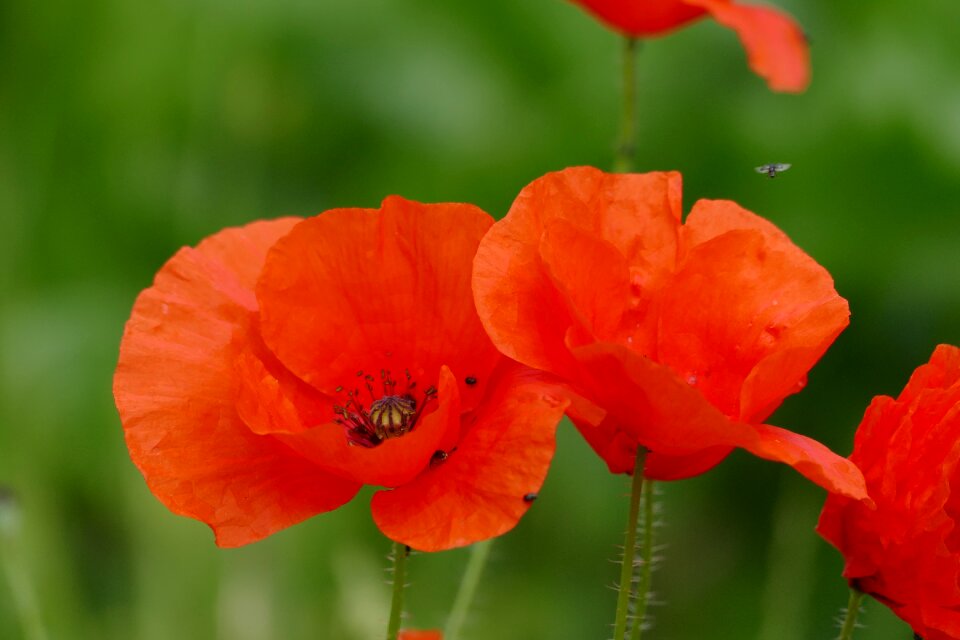 Poppy flower red nature
