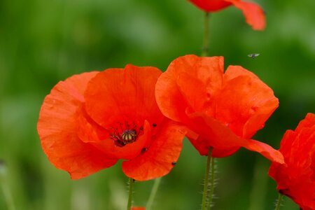 Poppy flower red nature