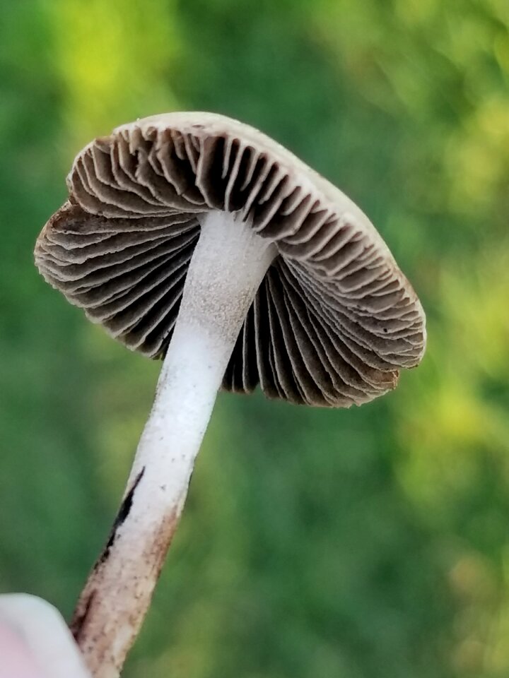 Mushroom nature tiny