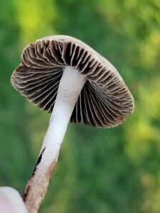 Mushroom nature tiny