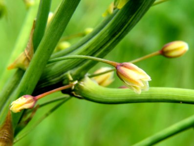 Asparagus officinalis Muromets2 photo