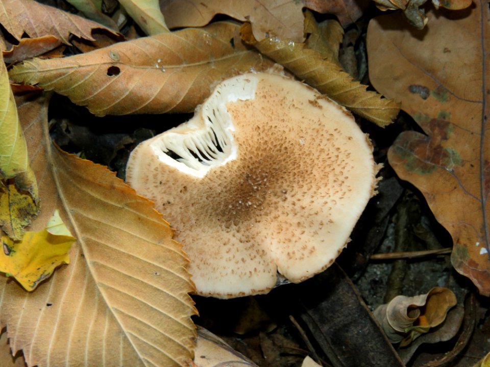 Armillaria mellea Kiev 3