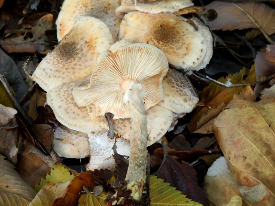 Armillaria mellea Kiev 2