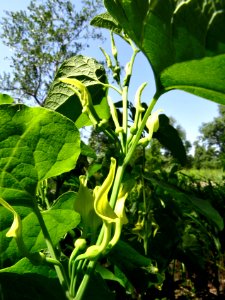 Aristolochia clematitis Kiev