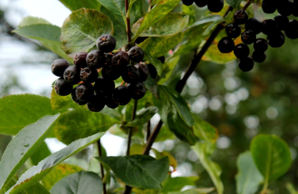 Aronia melanocarpa 6329