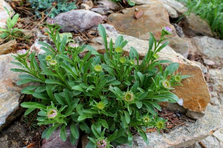 Aster alpinus 1651