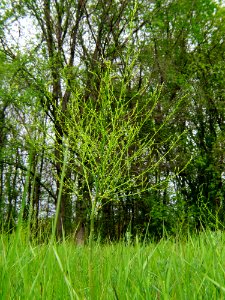 Asparagus officinalis Muromets3