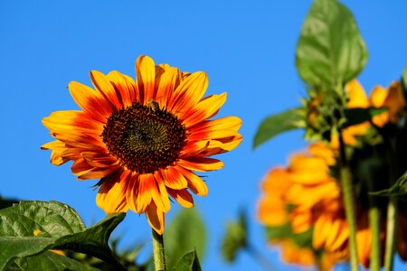 Evening sun sunflower field colorful