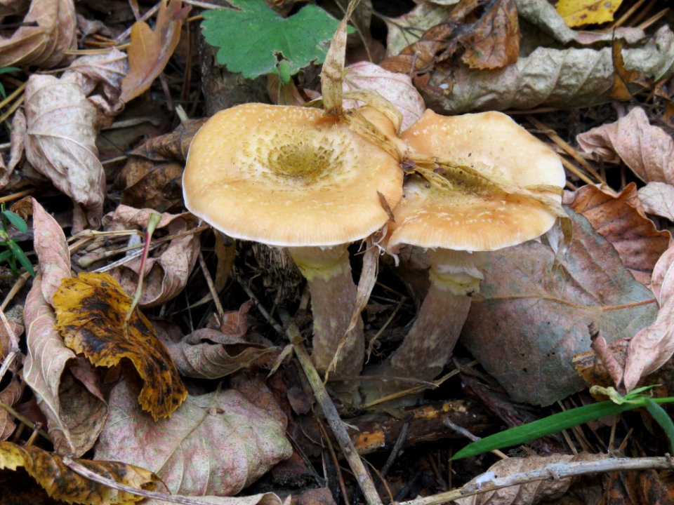 Armillaria mellea Kiev 4