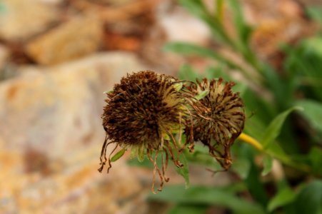 Aster alpinus 6228