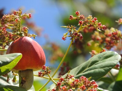 Chestnut food cashew tree