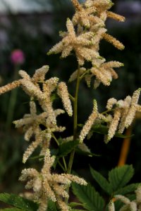 Aruncus dioicus 3784