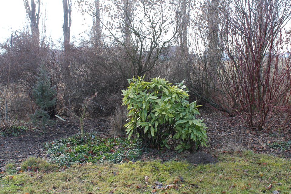 Aucuba japonica 5305