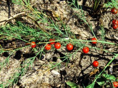 Asparagus officinalis Kiev