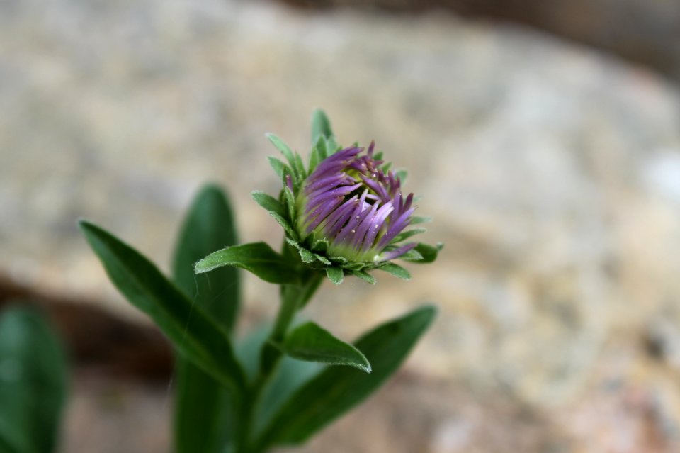 Aster alpinus 1653