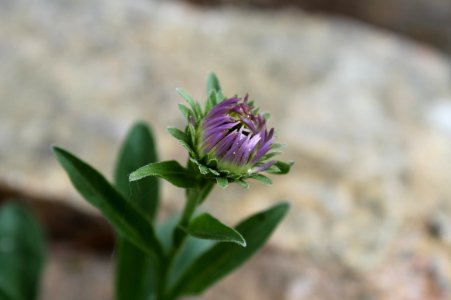 Aster alpinus 1653