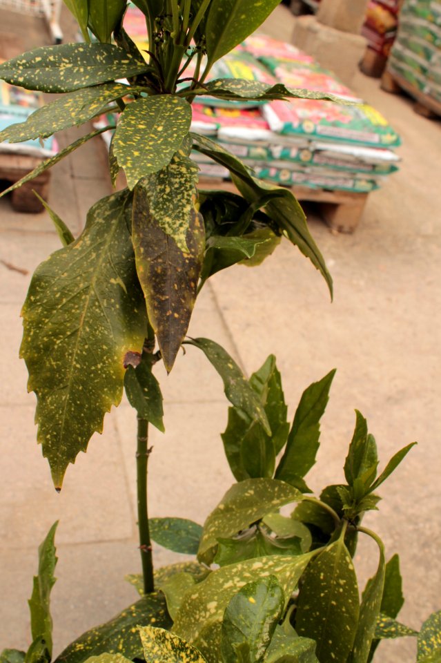 Aucuba 10941