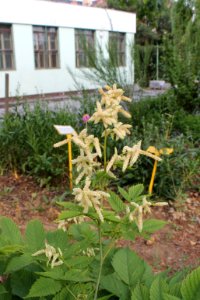 Aruncus dioicus 3780