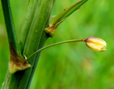 Asparagus officinalis Muromets1 photo