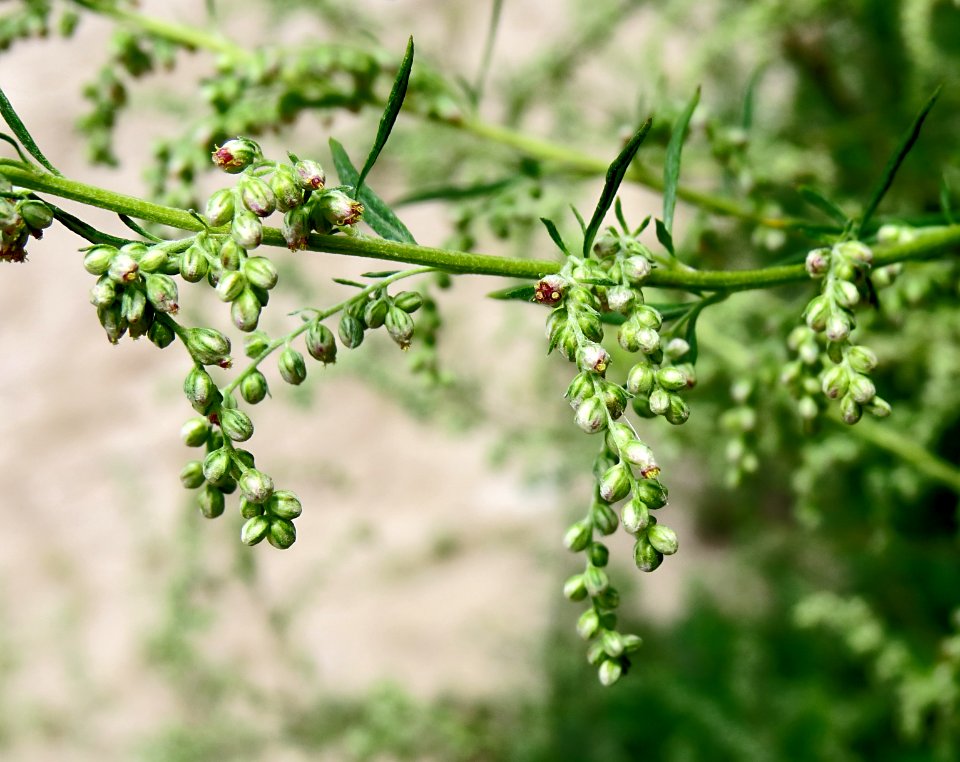 Artemisia vulgaris2
