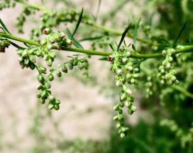 Artemisia vulgaris2