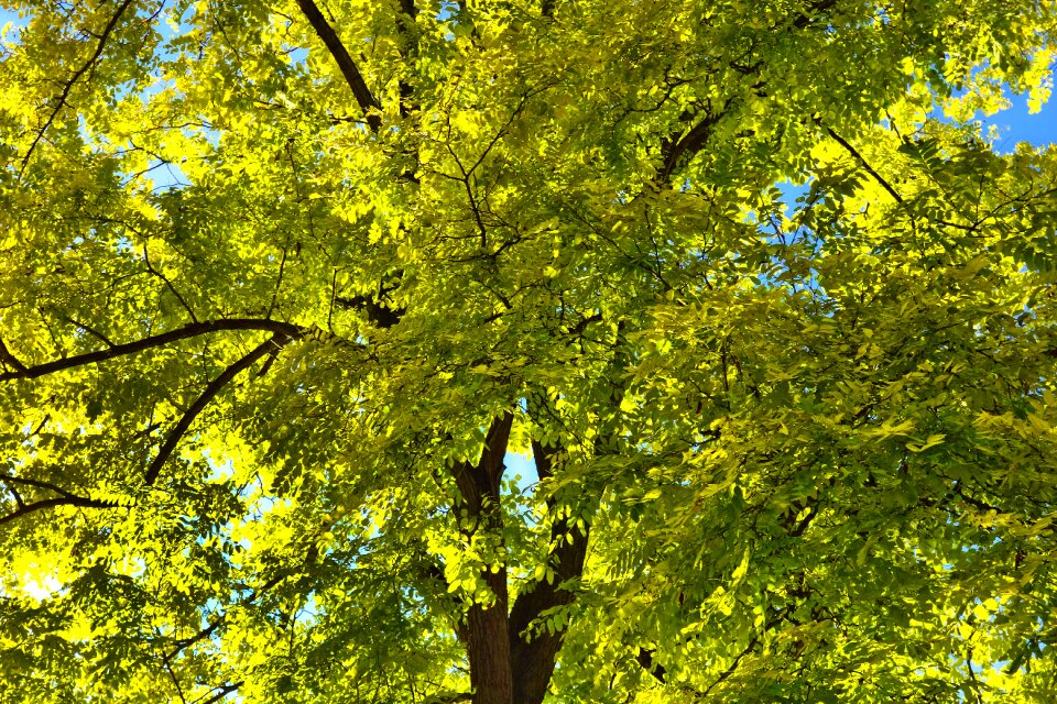 Foliage leaves green