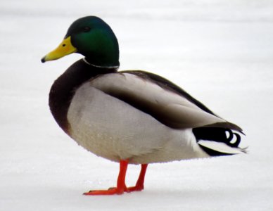 Anas platyrhynchos Rusanivka4