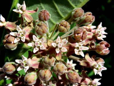 Asclepias syriaca Kiev3