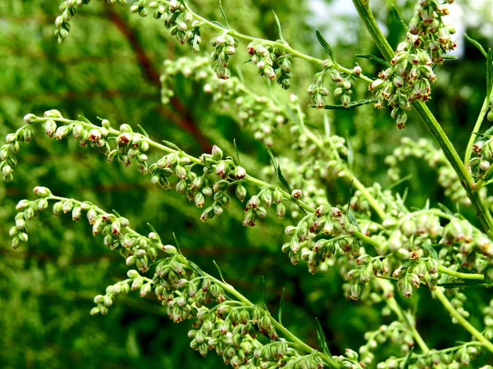 Artemisia vulgaris1