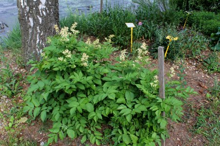 Aruncus dioicus 3779