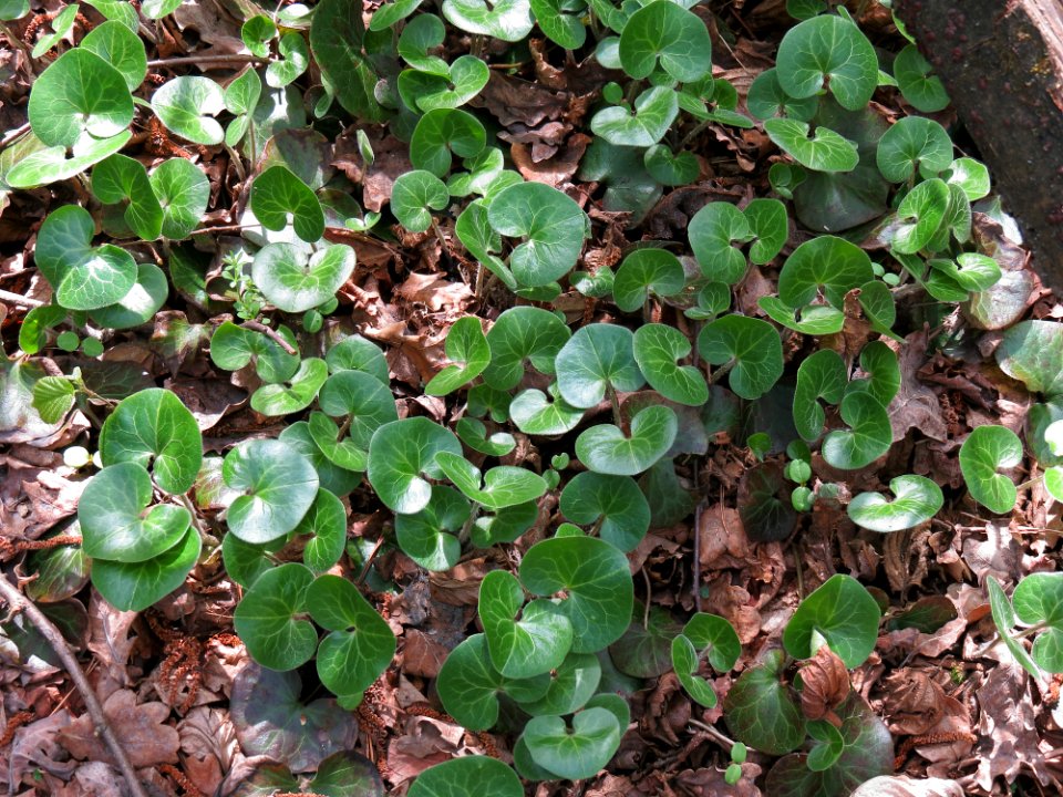 Asarum europaeum Kiev1