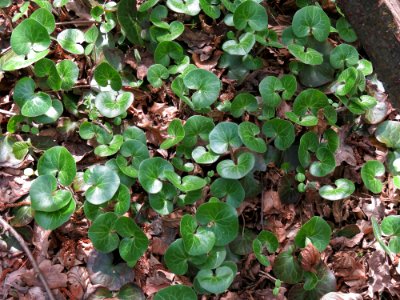 Asarum europaeum Kiev1