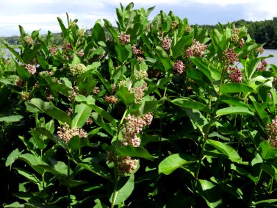 Asclepias syriaca Kiev2