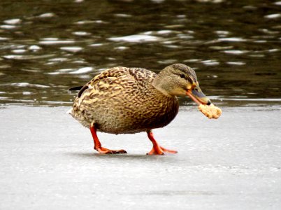Anas platyrhynchos Rusanivka5