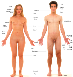 Anatomie des menschen - neu