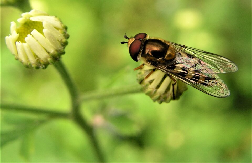 Fly closeup wing