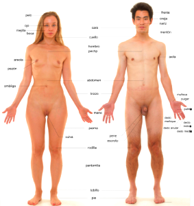 Anatomía humana - nuevo