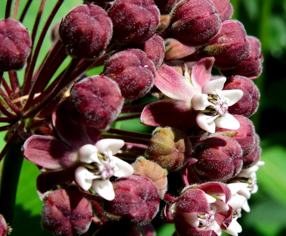 Asclepias syriaca Kiev1