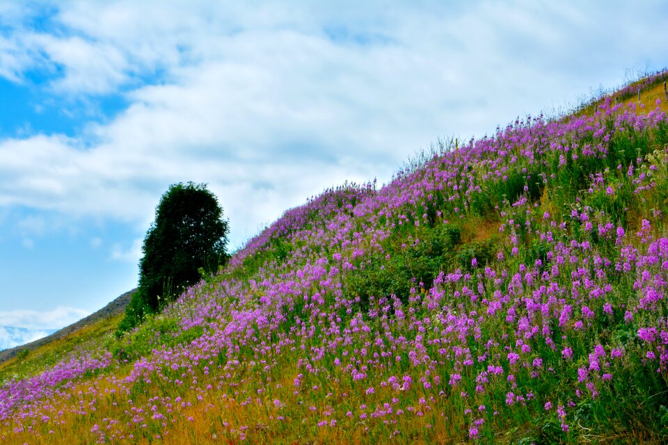 Landscapes nature sky grass