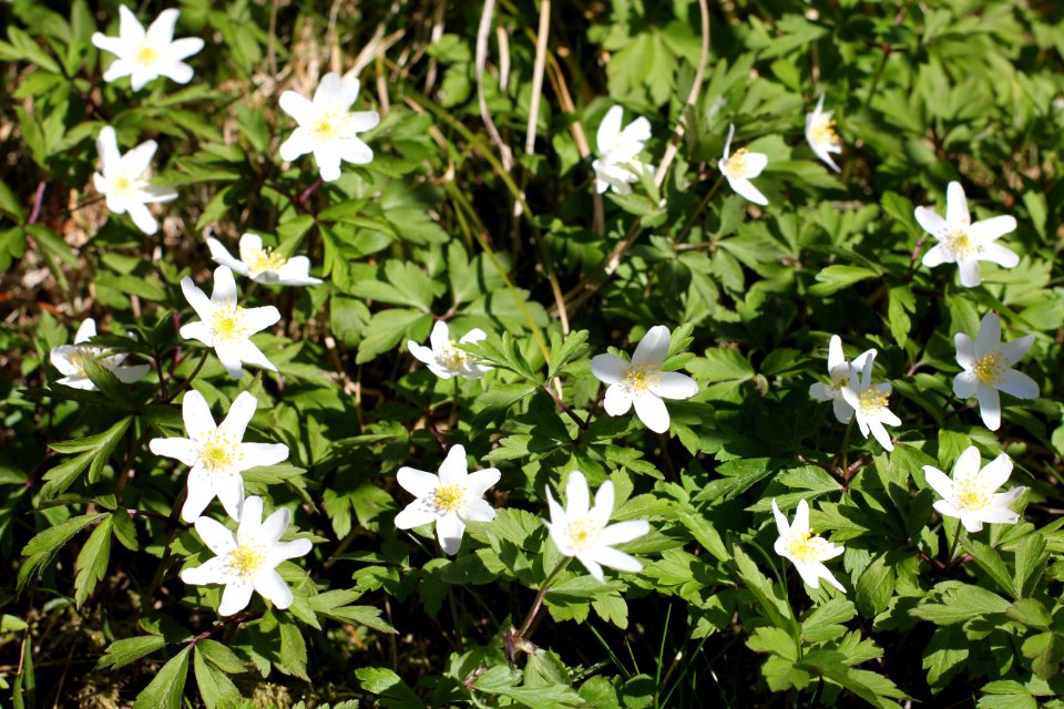 Anemones Kvitveis Hvitveis