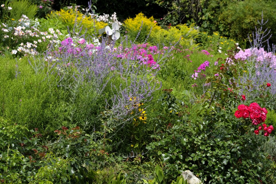 Bloom nature flora