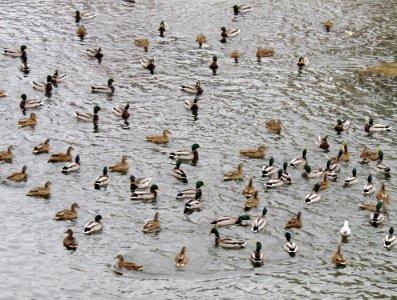 Anas platyrhynchos Rusanivka3