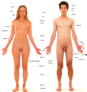 Anatomické zobrazení