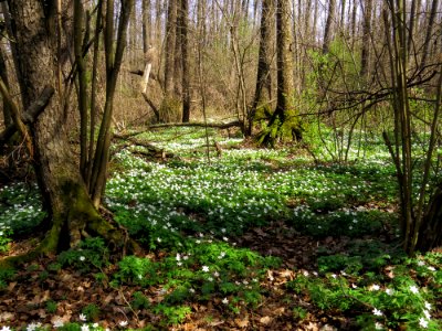 Anemone nemorosa Huta-Mezhyhirska1