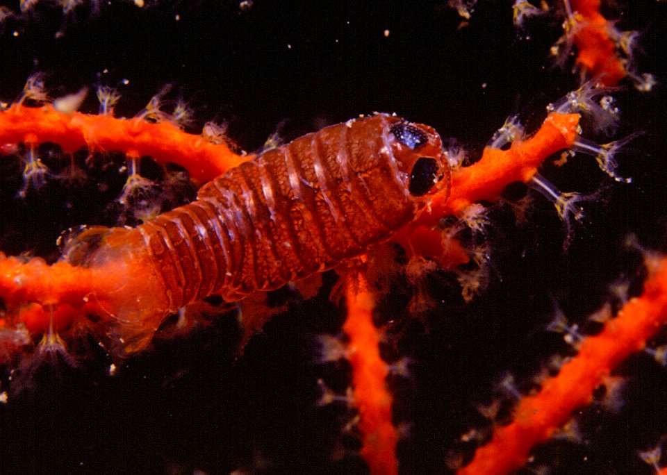 Anilocra physodes (Linnaeus, 1758) 1