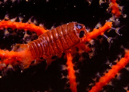 Anilocra physodes (Linnaeus, 1758) 1