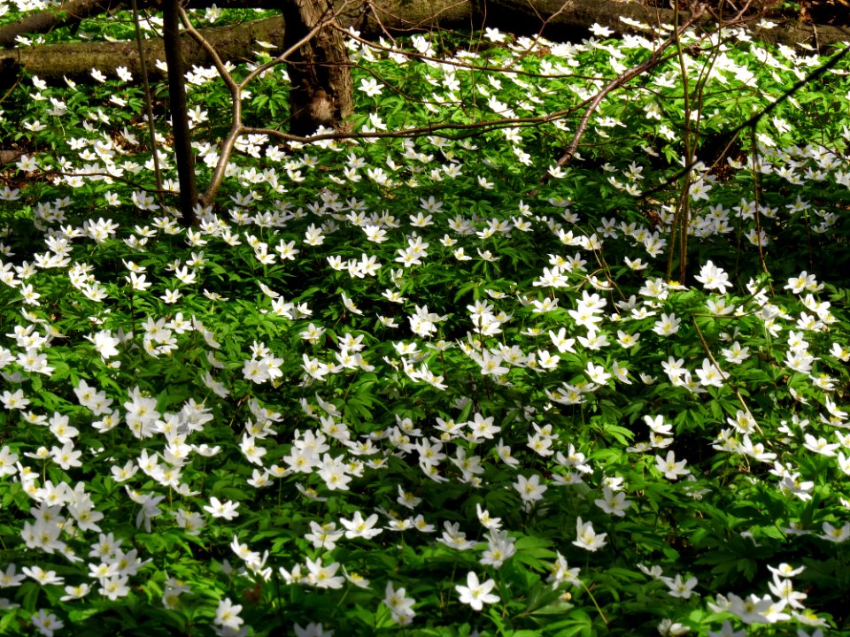 Anemone nemorosa Huta-Mezhyhirska3